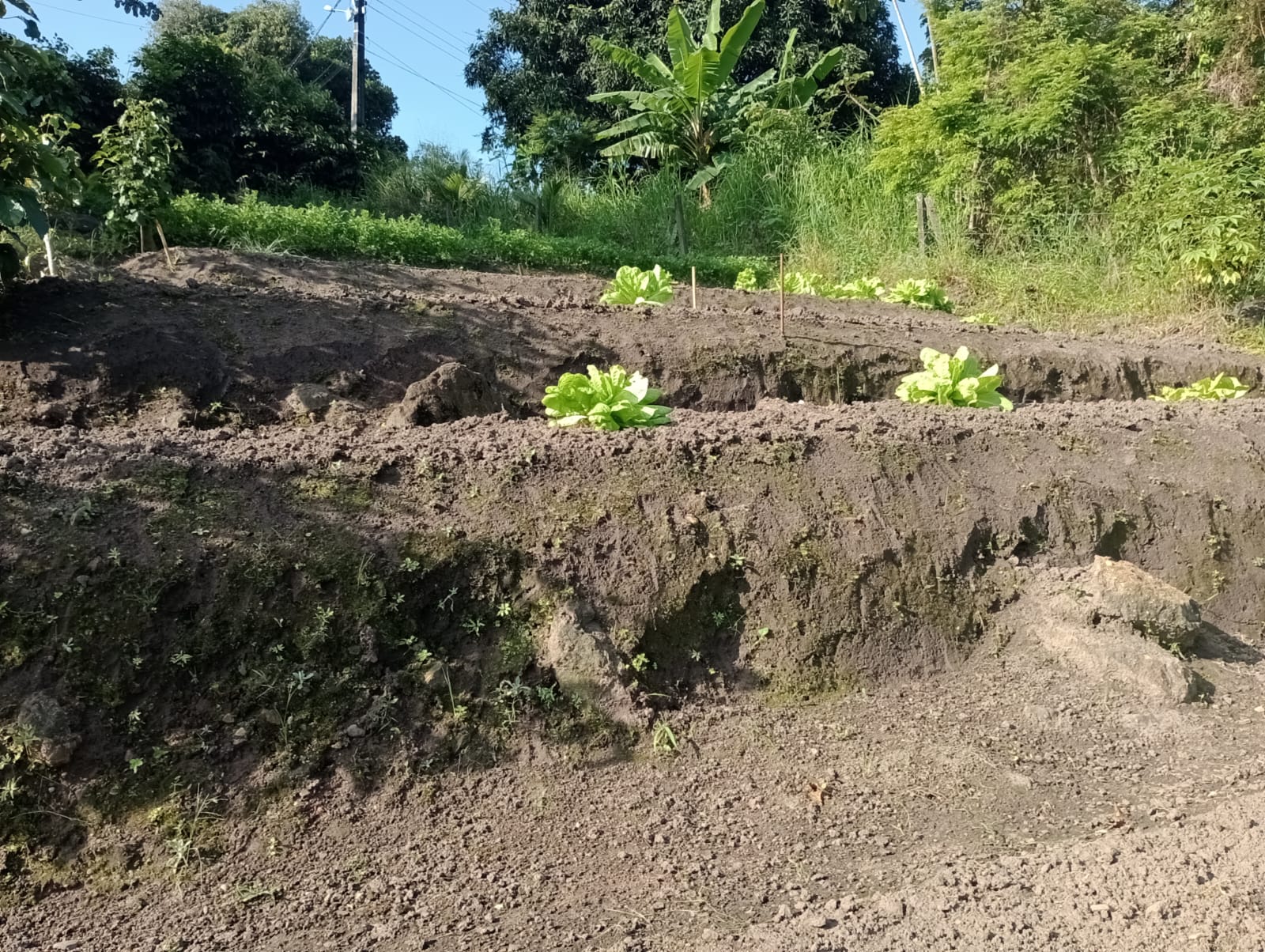 Diálogo técnico participativo em propriedade rural